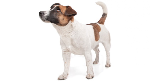 Jack russel terrier