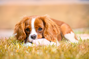 Jakie choroby spotykają psy rasy Cavalier king charles