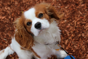 Utrzymanie psa rasy szczeniak Cavalier king charles